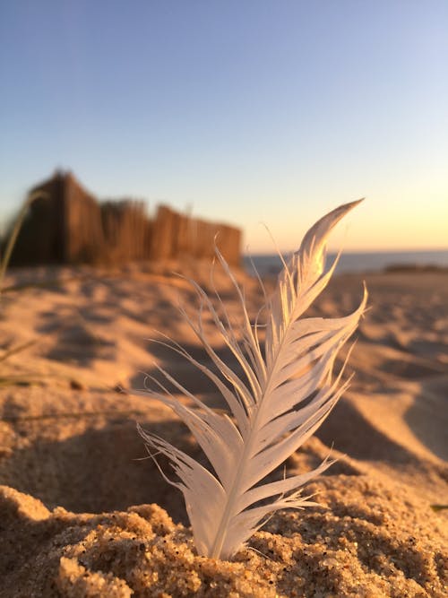 Ingyenes stockfotó madártoll, strand, strand naplemente témában