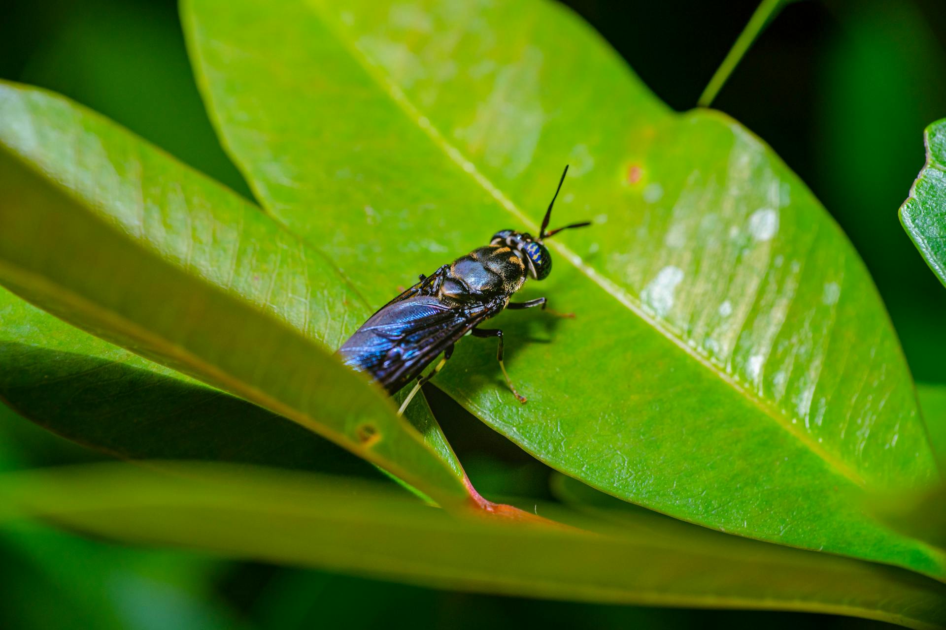 Close-up of Black soldier Fly with another one behind it - MEET THE FLY THAT COULD HELP SAVE THE PLANET