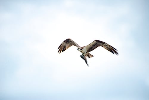 คลังภาพถ่ายฟรี ของ pandion haliaetus, การบิน, ชมนก