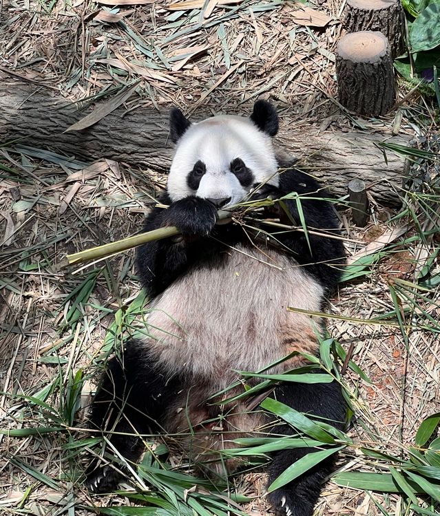 地面に横たわり竹を食べるパンダ · 無料の写真素材
