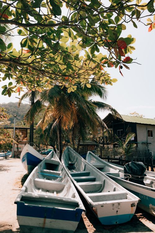 Free Serene tropical beach scene with boats under lush palm trees, capturing a summer vibe. Stock Photo