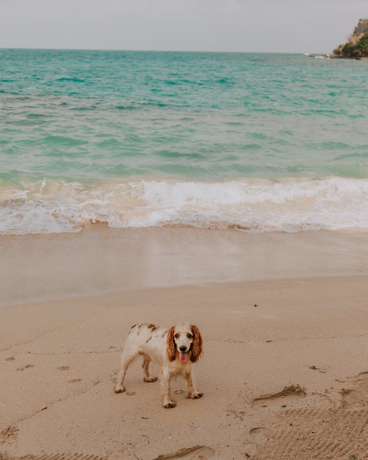 Dog On Seashore