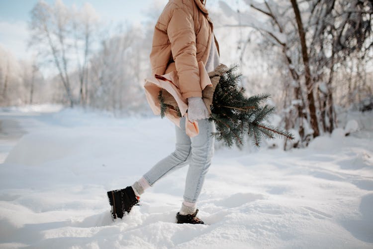 Woman With Spruce Walking In Snow In Forest