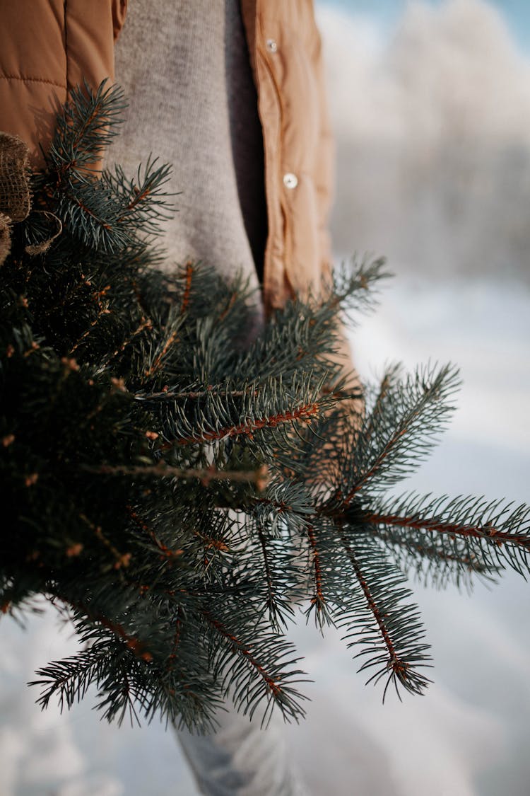 Close-up Of Person Carrying Spruce Branches