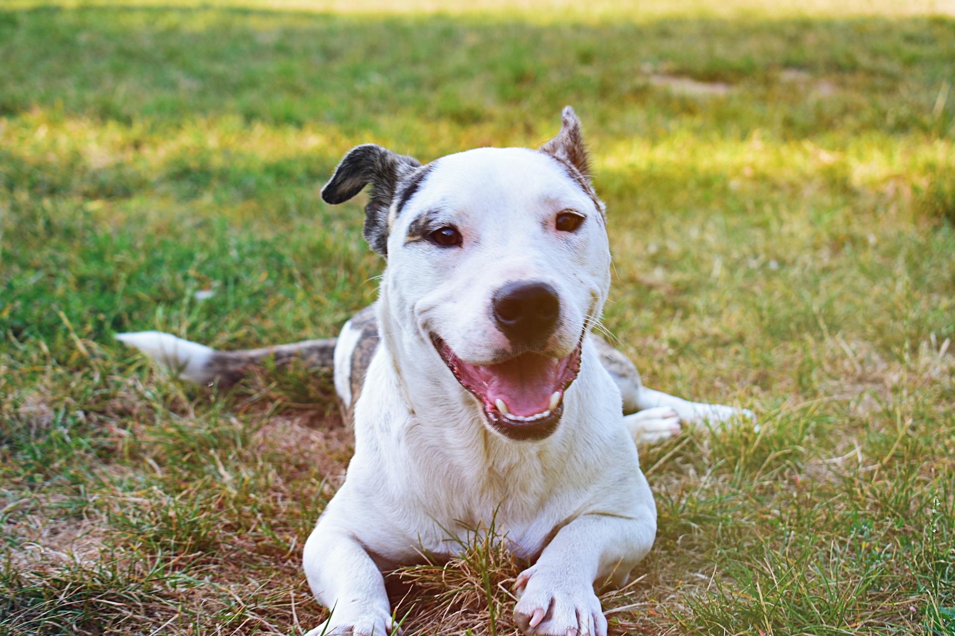 Short-coated White and Gray Dog on Grass Field