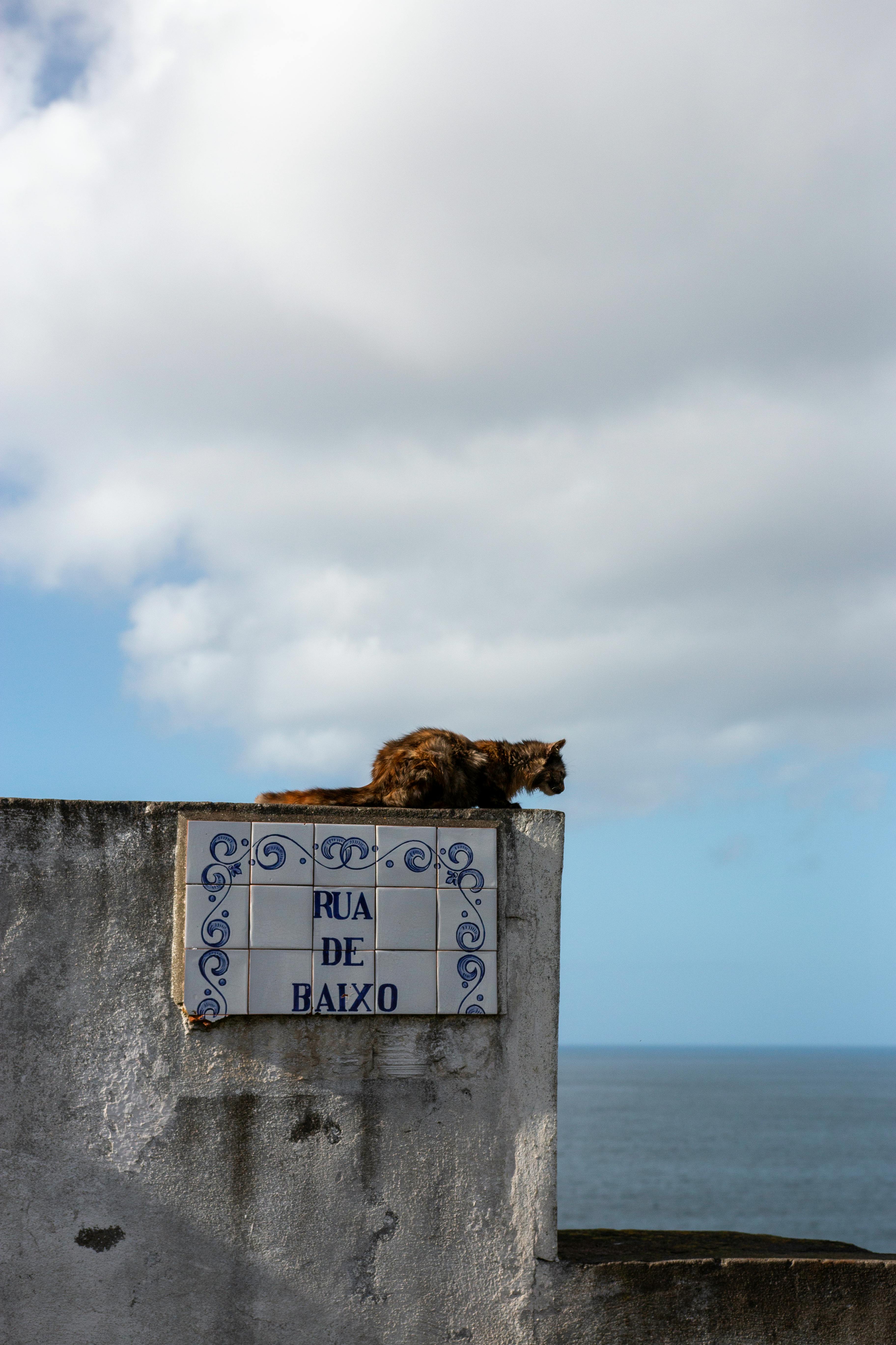 A cat relaxes on a tiled wall with ocean view in Ponta Delgada, Azores.