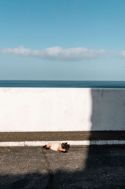 A Siamese cat sunbathes on a wall in Ponta Delgada, Azores, with ocean in the background.
