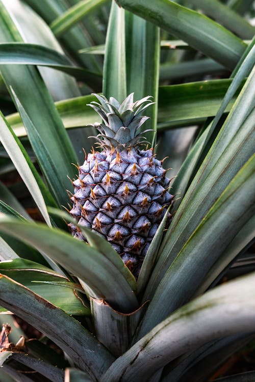 Pineapple in Nature