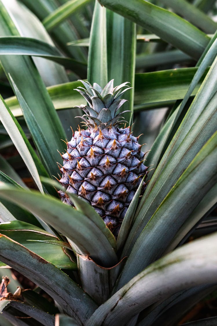 Pineapple In Nature