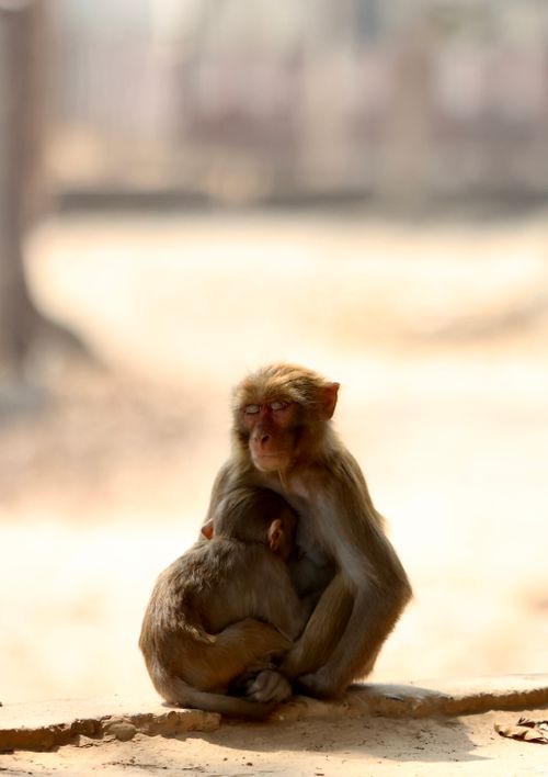 Free A tender moment between macaque mother and offspring in their natural outdoor environment. Stock Photo