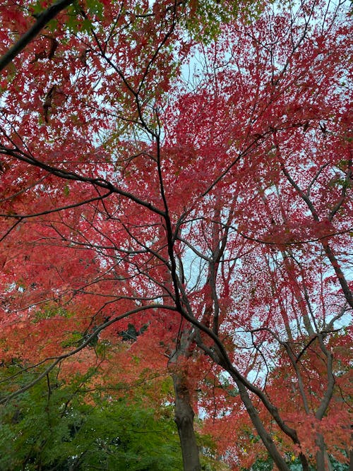 Free stock photo of autumn, autumn leaves, park