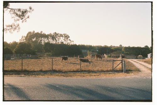 Безкоштовне стокове фото на тему «корови, корпус, сільська місцевість»