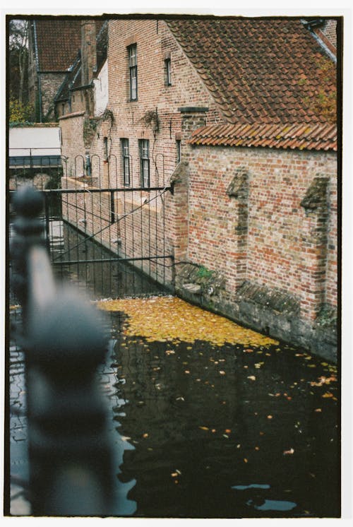 Leaves on Canal in Bruges