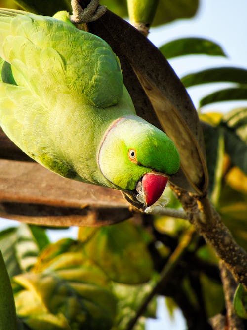 Green Bird with Red Beak on Branch