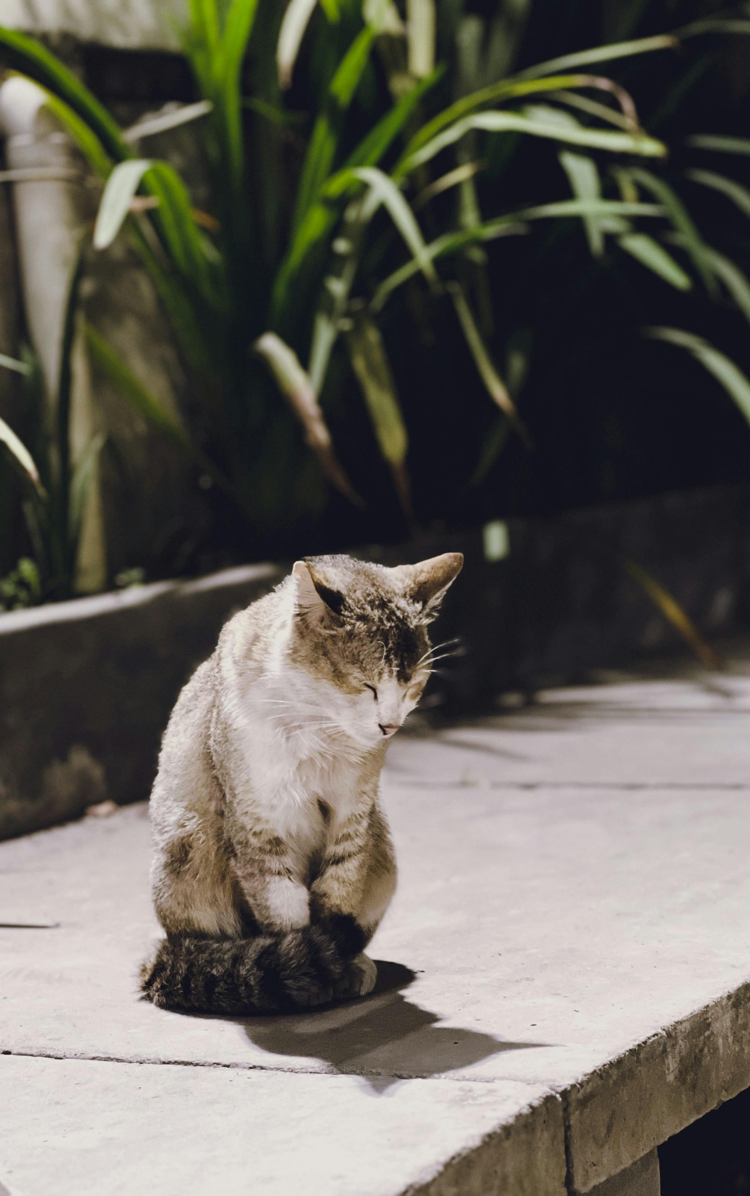 Harshil Valley with river Bhagirathi and pine trees