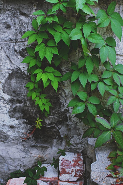 卵形葉藤蔓在灰色的牆上