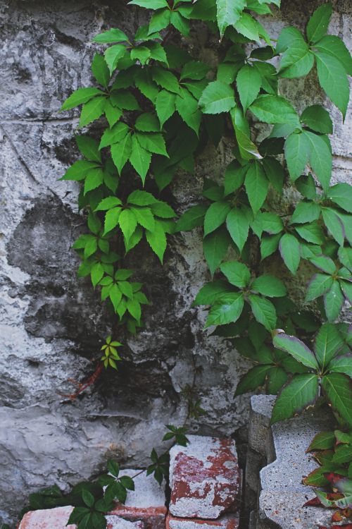 Free Vibrant green ivy vines climbing a weathered stone wall, showcasing natural growth. Stock Photo