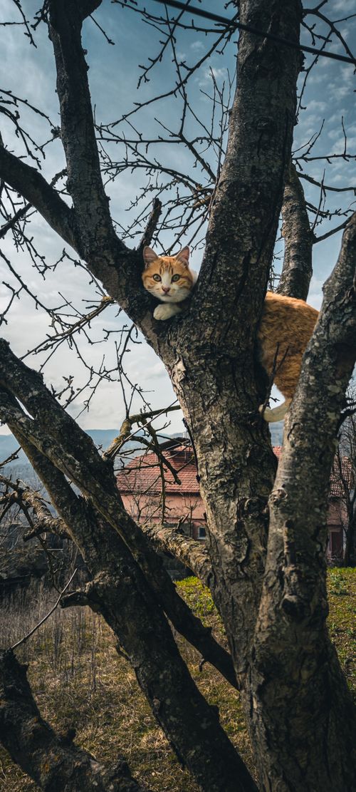 Free stock photo of beautiful nature, cat, cat eye Stock Photo