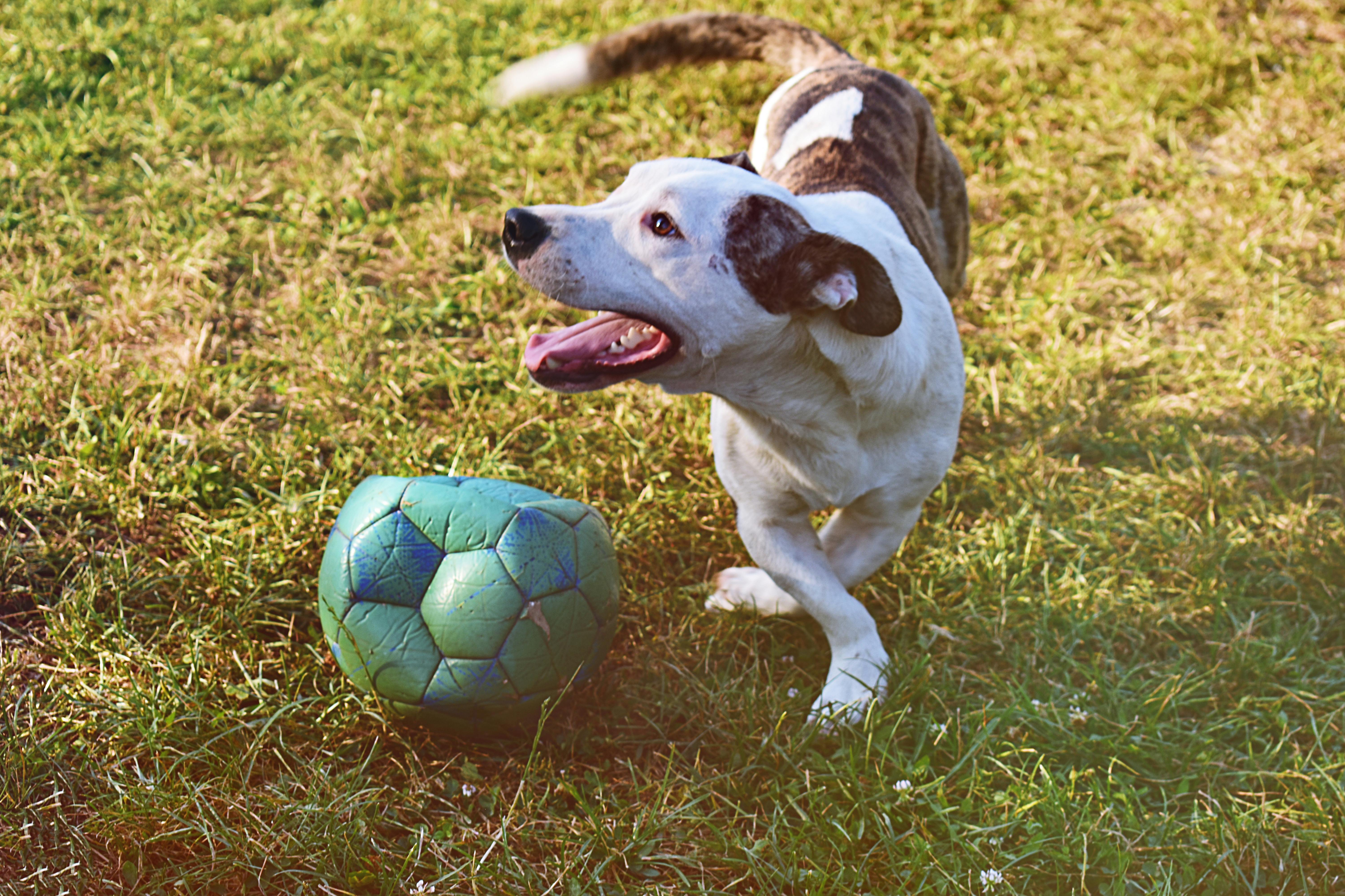 brindle and white puppy playing ball on grass field