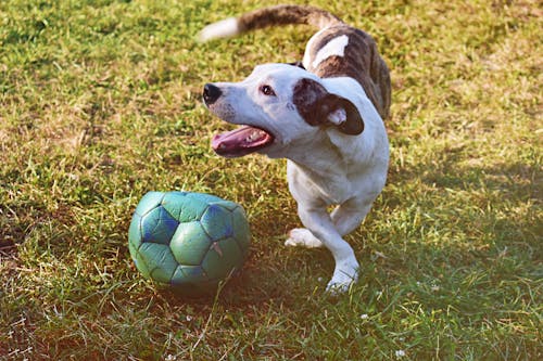 ブリンドルと白い子犬が芝生のフィールドでボールをプレー