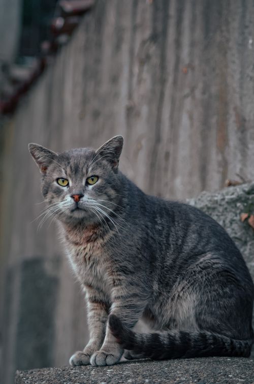Free A stately gray cat sits poised on a stone ledge in İstanbul, Türkiye, embodying calm elegance. Stock Photo