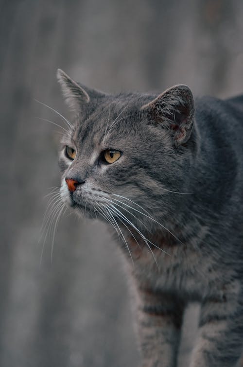 Photo of a Looking Cat