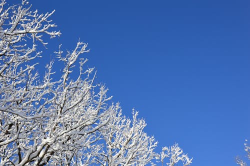 Fotos de stock gratuitas de árbol, cielo limpio, congelado