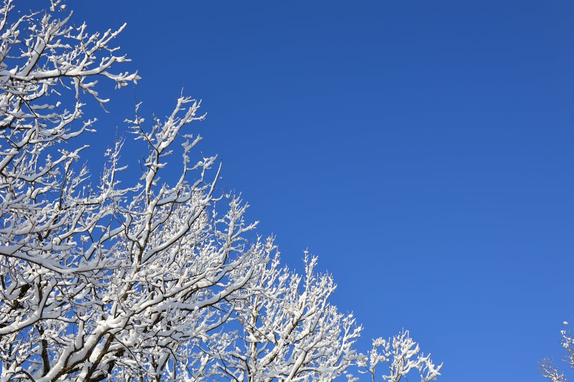 Fotos de stock gratuitas de árbol, cielo limpio, congelado