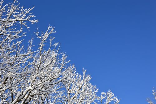 Free Snow-laden tree branches against a clear blue sky on a sunny winter day. Stock Photo