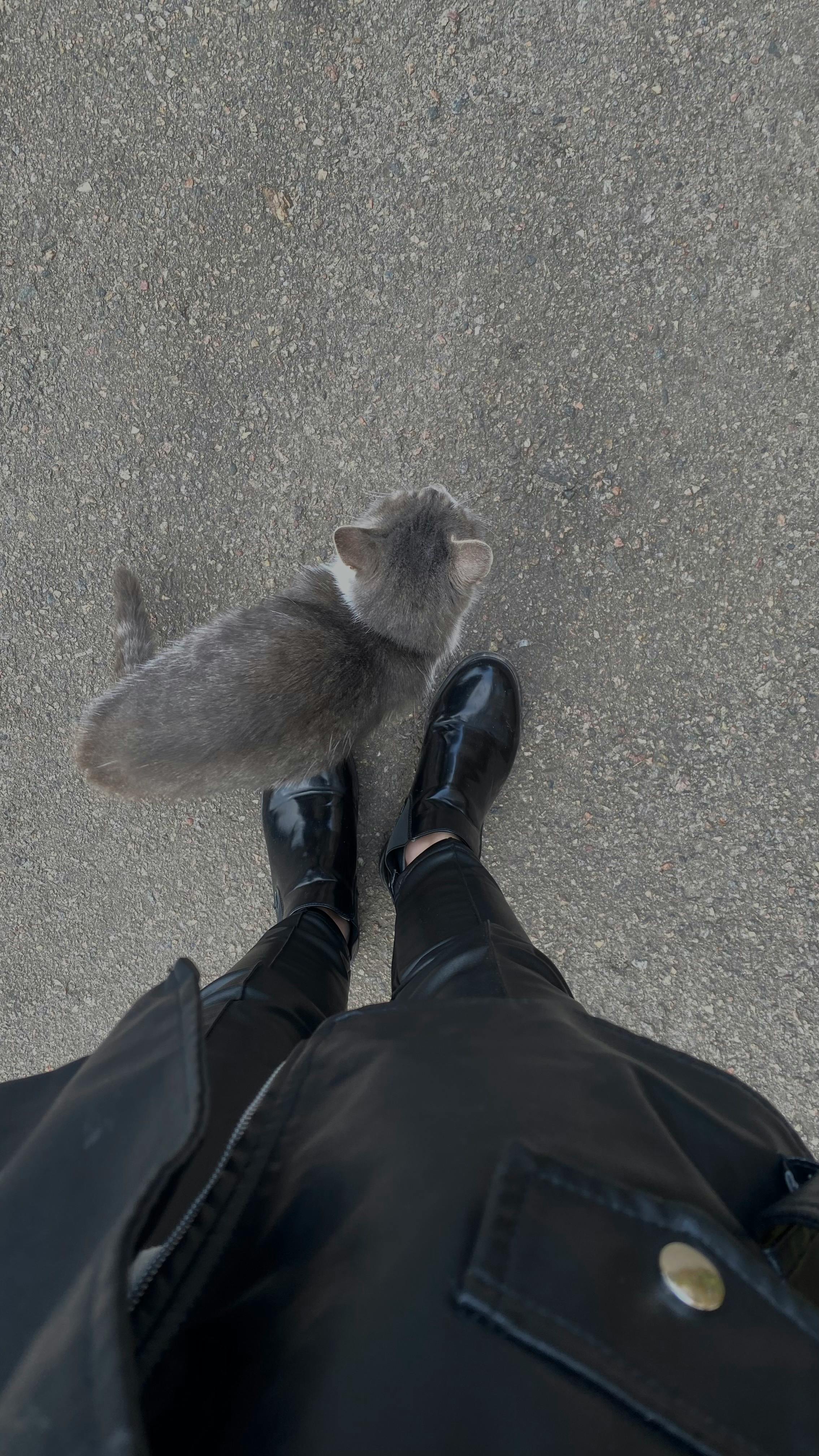 A gray cat accompanies a person in black shoes during a leisurely walk.