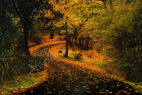 Floresta De Outono Em Chipre