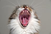 Close-up Photo of Yawning Cat