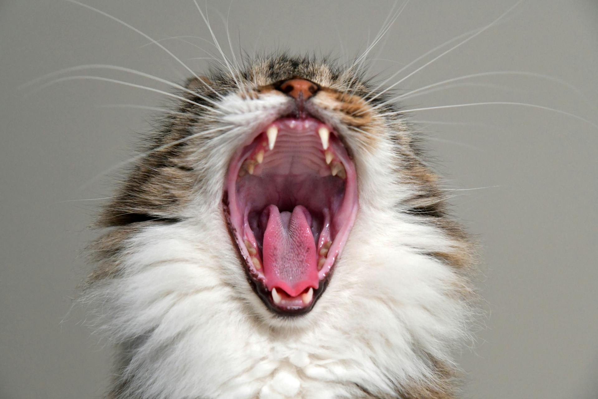 Close-up Photo of Yawning Cat