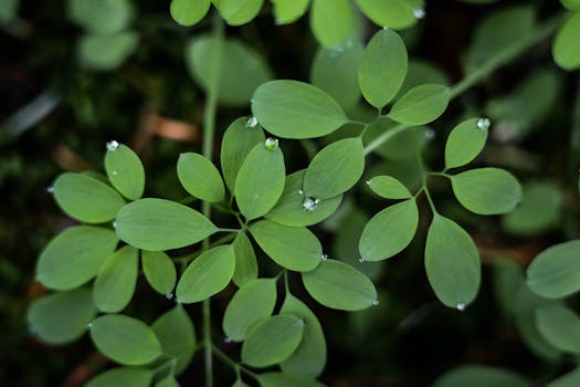 A detailed close-up shot showing fresh dewdrops resting on green leaves, highlighting plant photography.