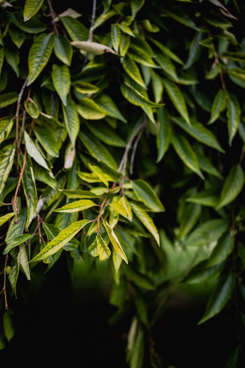 무료 녹색 잎이 많은 나무 스톡 사진