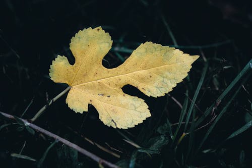 가을, 간, 노란색의 무료 스톡 사진