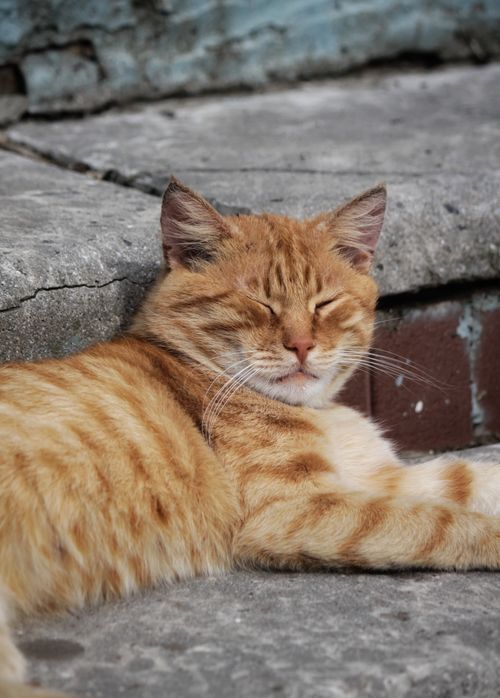Free Close-up of an orange tabby cat lying down on concrete steps with eyes closed. Stock Photo