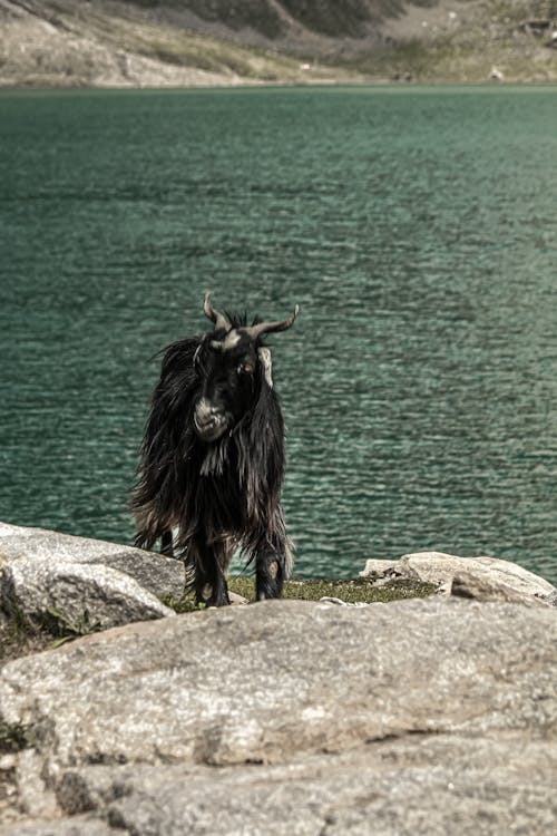 Fotos de stock gratuitas de amantes de los animales, apariencia, cabra