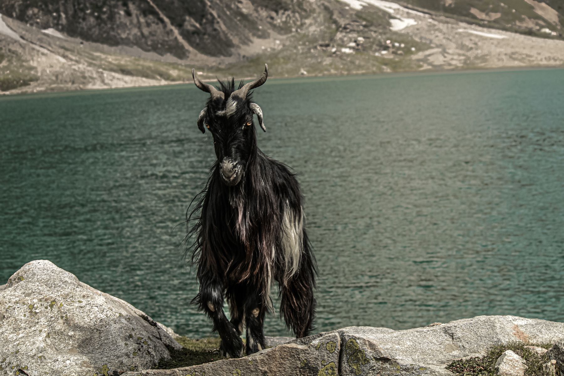 A majestic goat stands by a serene lake in Naran Valley, Pakistan, surrounded by stunning mountain scenery.