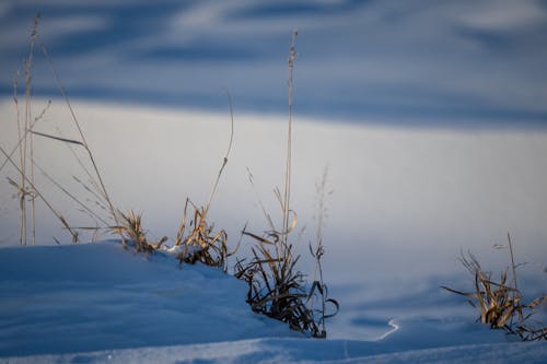 Photo of Blades of Grass Covered with Snow