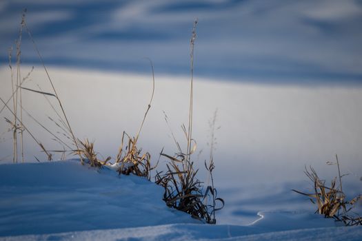 Tranquil winter landscape of frosty grass peeking through snow in Minnesota.