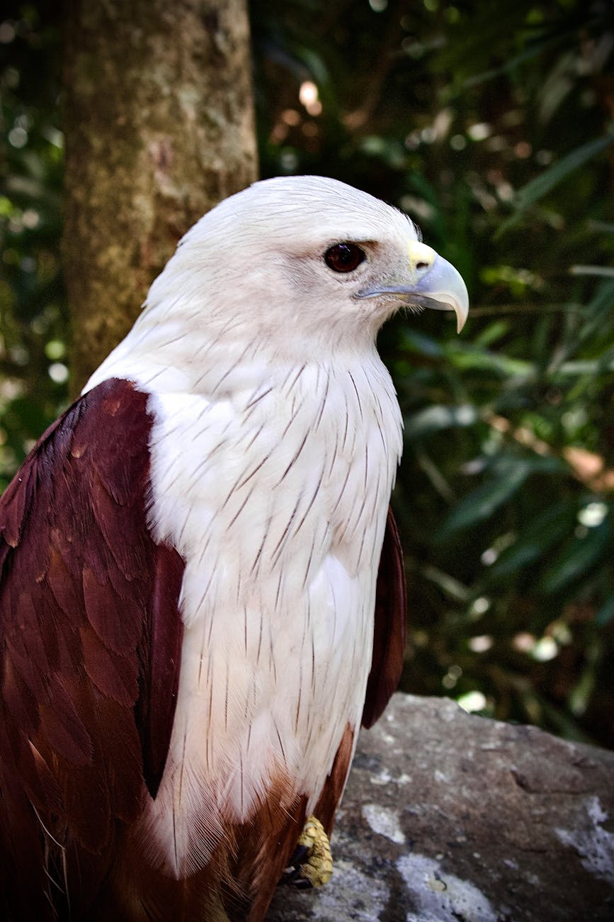 필리핀 독수리 센터 갤러리 이미지