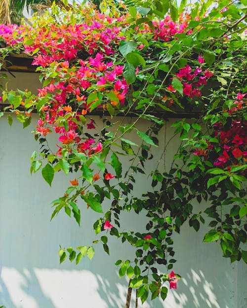 꽃, 바탕화면, 벽의 무료 스톡 사진