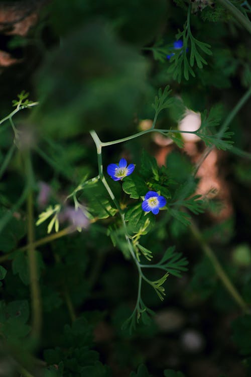 Kostnadsfri bild av blå blommor, flora, Grey-Field Speedwell