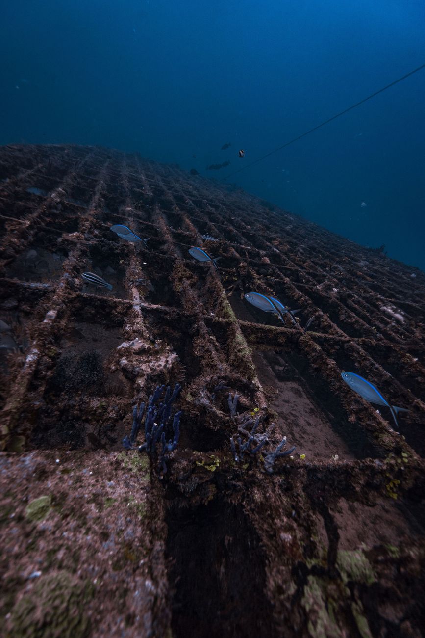 I recifes artificiali aiutano a preservare la biodiversità a Madeira, ma non sostituiscono quelli naturali
