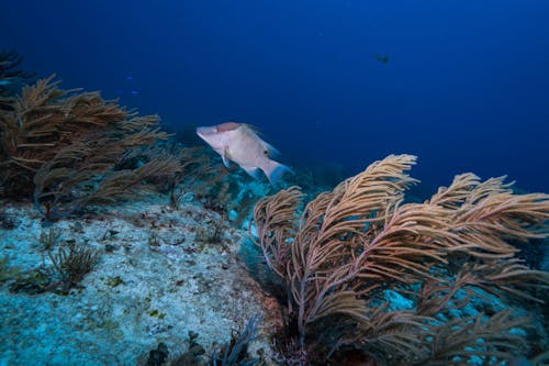 Close-up of Sea Life in the Ocean 