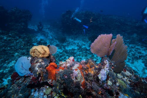 Scuba Divers Swimming near Coral Reef at the Bottom of a Sea