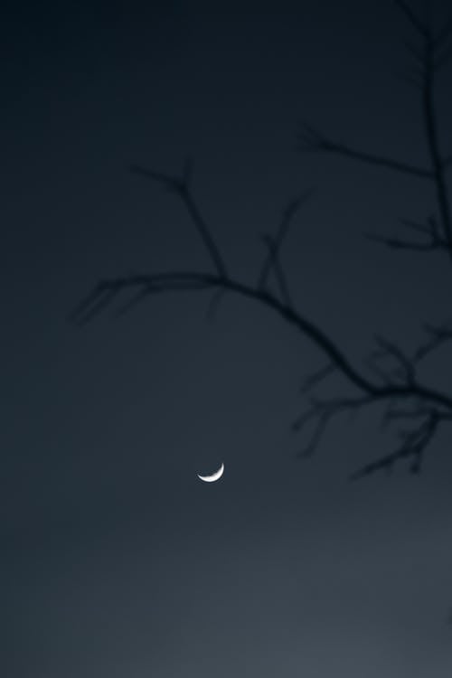Foto stok gratis bulan, cabang, gambar langit