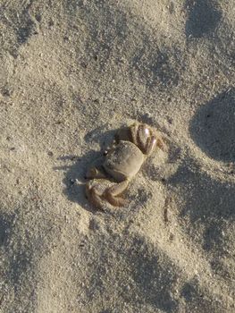 Close-up of a crab walking on sandy beach casting shadows in daylight.