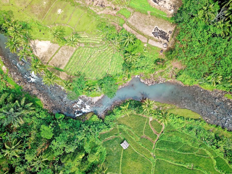 Aerial Photography Of Rice Field